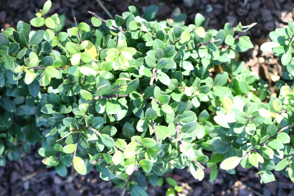 Japanische Stechpalme 'Green Lustre' (Ilex crenata)