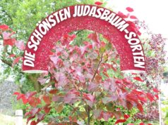 Judasbaum-Sorten