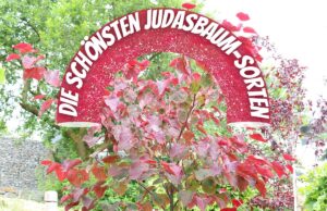 Judasbaum-Sorten