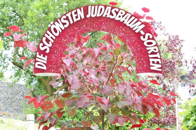 Judasbaum-Sorten