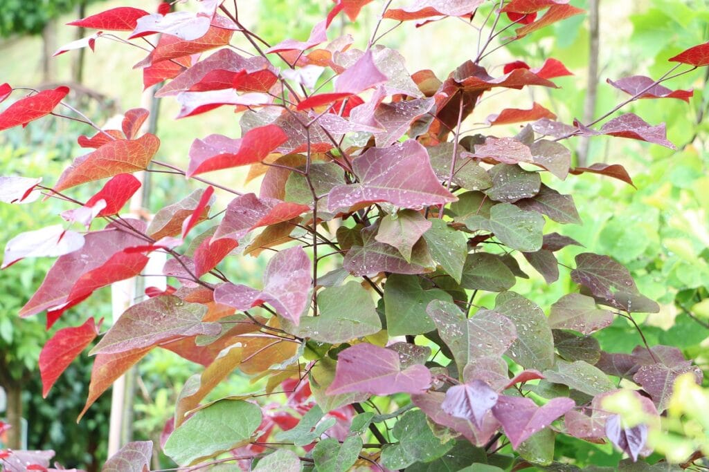 Kanadischer Judasbaum (Cercis canadensis) 'Forest Pansy'