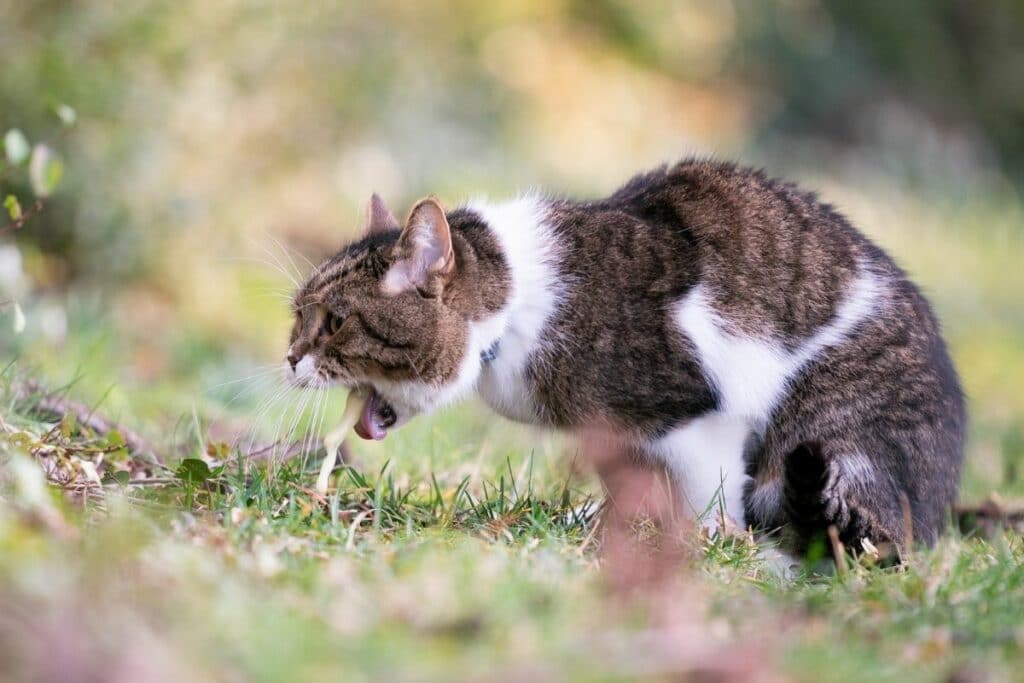 Katze erbricht sich