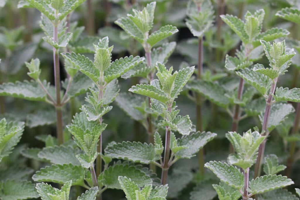 Pflanzen für Sonne und Trockenheit -Katzenminze 'Walker's Low' (Nepeta x faassenii)