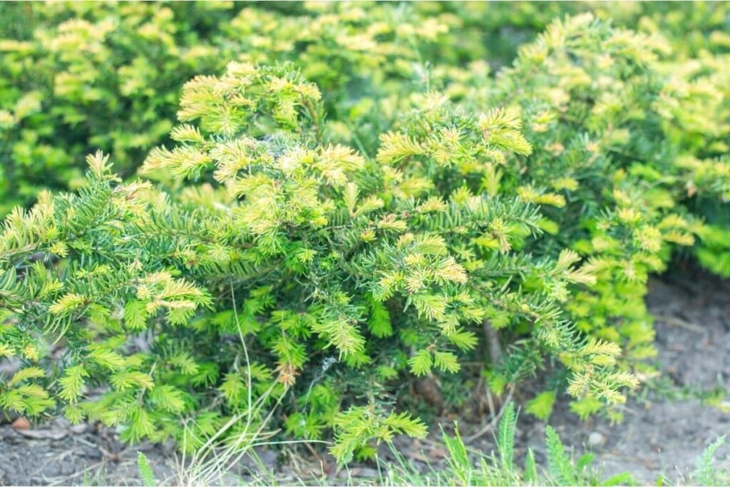 Kisseneibe (Taxus baccata 'Repandens')