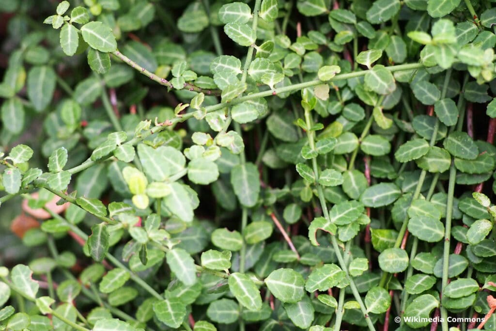 Kleinblättrige Teppichspindel (Euonymus fortunei 'Minimus')