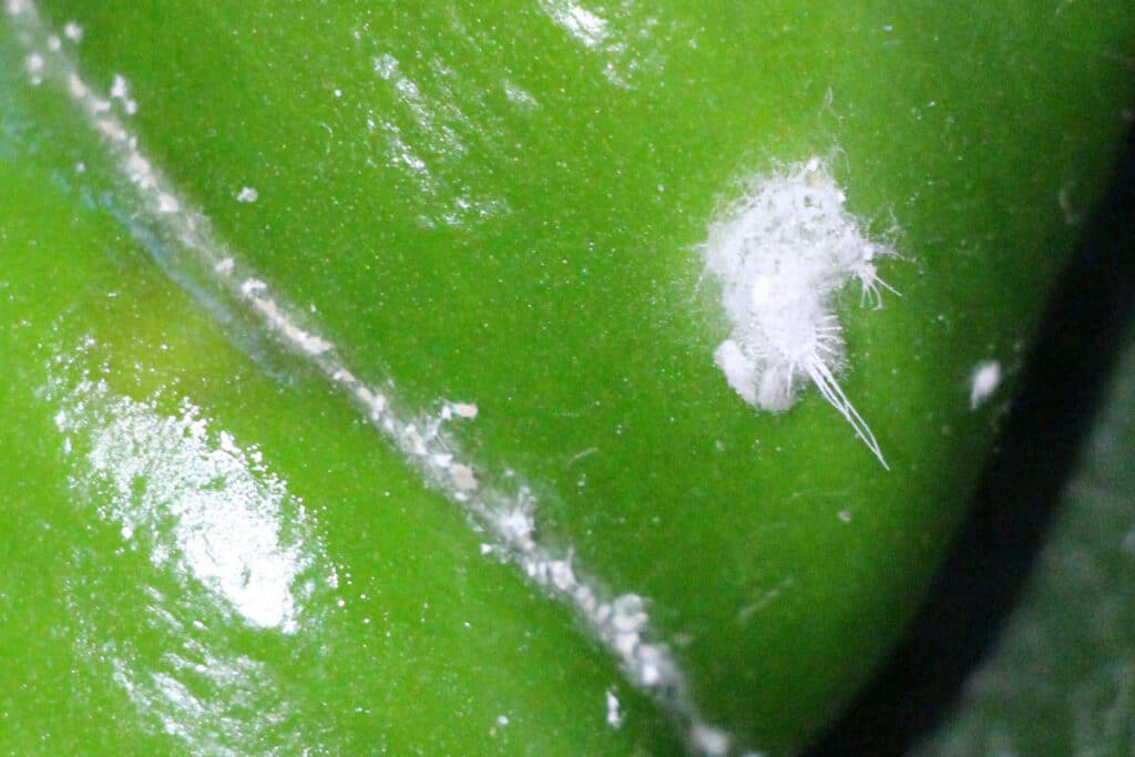 Weiße Läuse - Langschwänzige Schmierlaus (Pseudococcus longispinus)