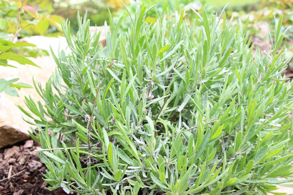 Lavendel (Lavandula angustifolia)