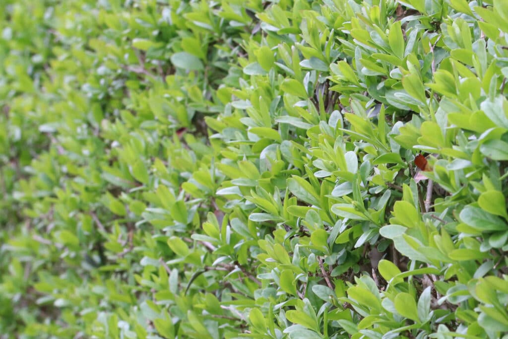 Ligusterhecke (Ligustrum)