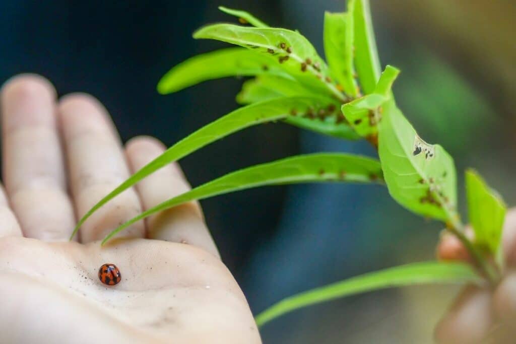 Marienkäfer auf Kinderhand sowie Pflanzenteile mit Läusen