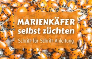 Marienkäfer züchten