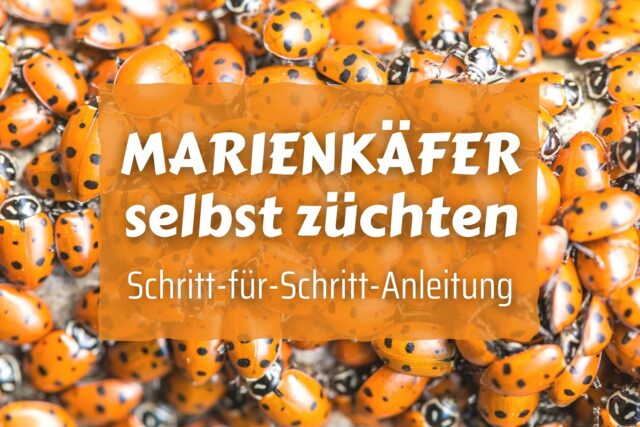 Marienkäfer züchten