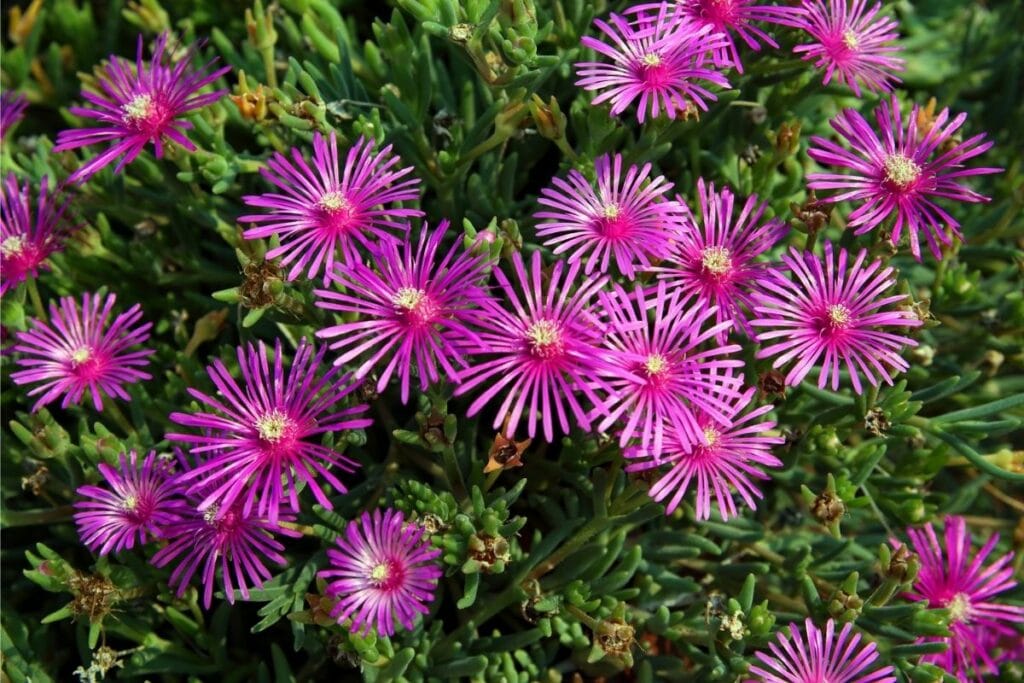 Mittagsblume (Delosperma cooperi)