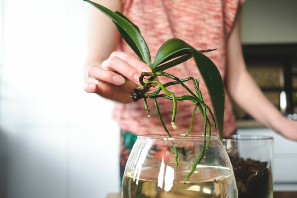 Orchidee in Wasserkultur