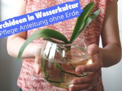 Orchidee in Wasserkultur