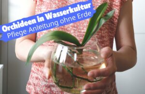 Orchidee in Wasserkultur