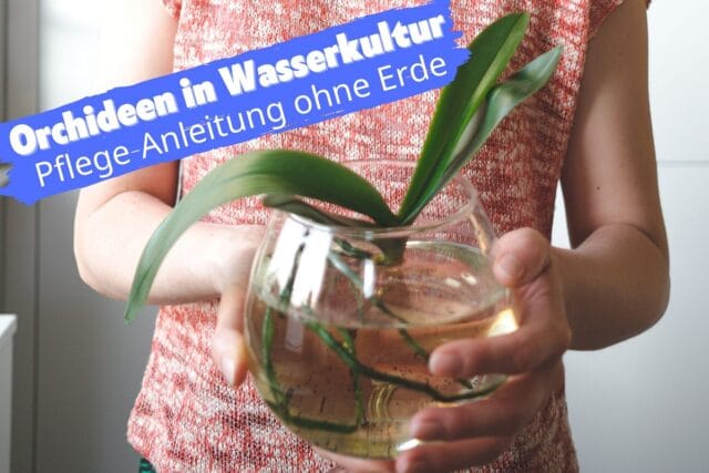 Orchidee in Wasserkultur