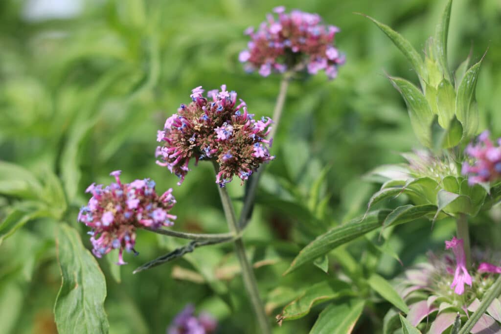 Patagonisches Eisenkraut 'Purple Power' (Verbena bonariensis)