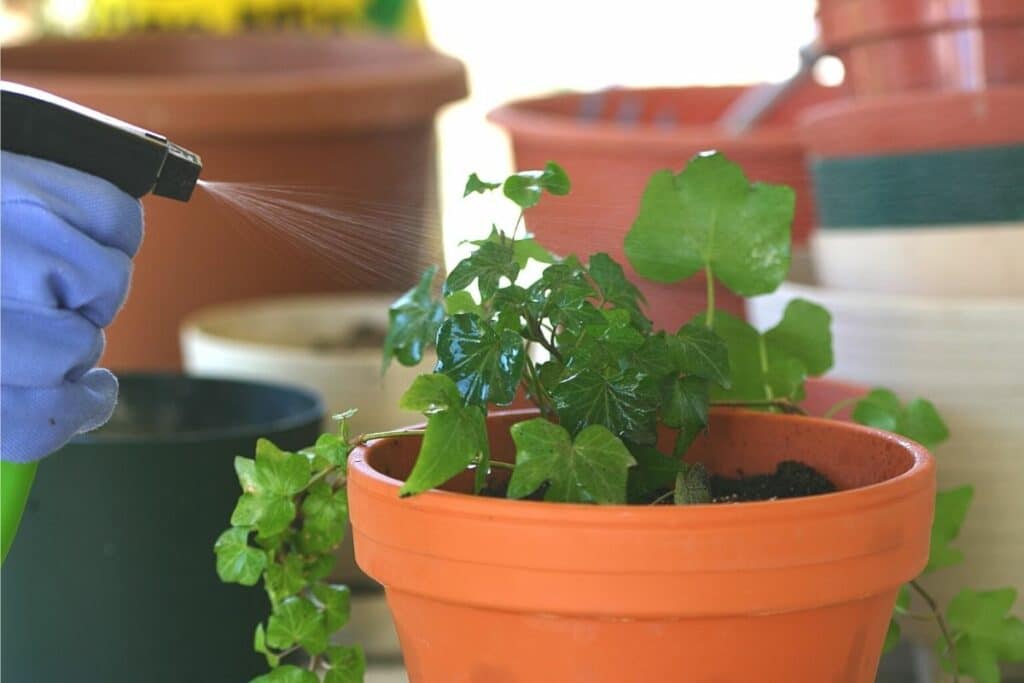 Pflanze mit Spülmittel-Wasser-Gemisch besprühen