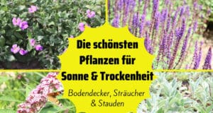 Pflanzen für Sonne und Trockenheit