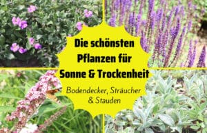 Pflanzen für Sonne und Trockenheit