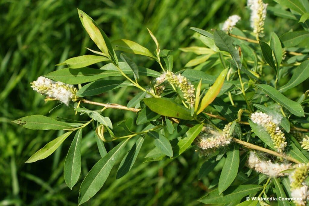 Purpur-Weide (Salix purpurea)