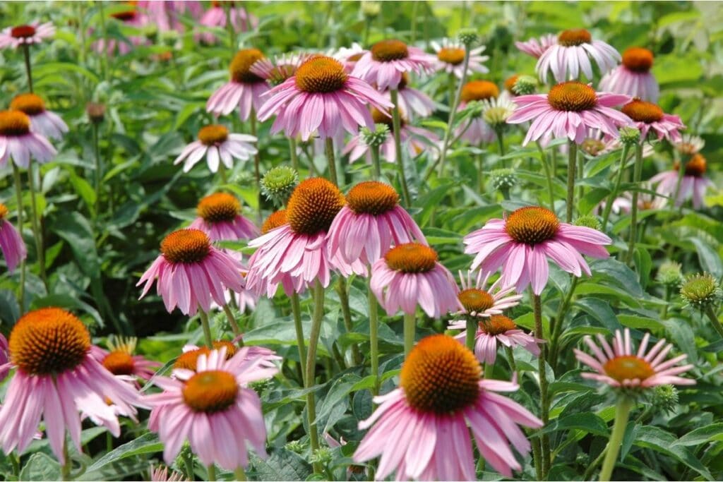 Pflanzen für Sonne und Trockenheit - 
Purpurroter Sonnenhut (Echinacea purpurea)