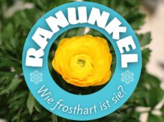 Wie viel Frost vertragen Ranunkeln - Ranunkelblüte