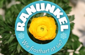 Wie viel Frost vertragen Ranunkeln - Ranunkelblüte