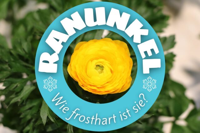 Wie viel Frost vertragen Ranunkeln - Ranunkelblüte