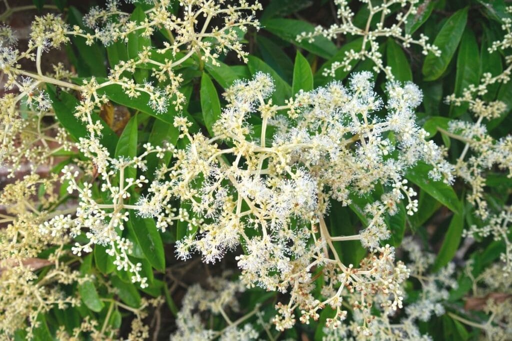 Rispenhortensie (Hydrangea paniculata) 'Brussels Lace'