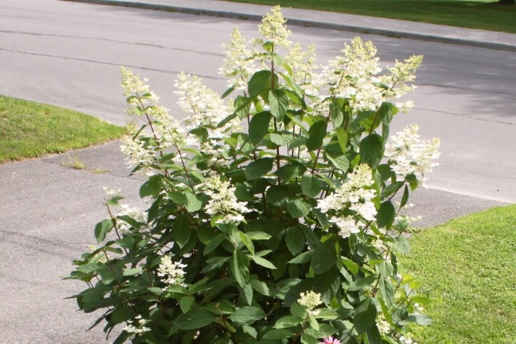 Rispenhortensie (Hydrangea paniculata) 'Diamantino'