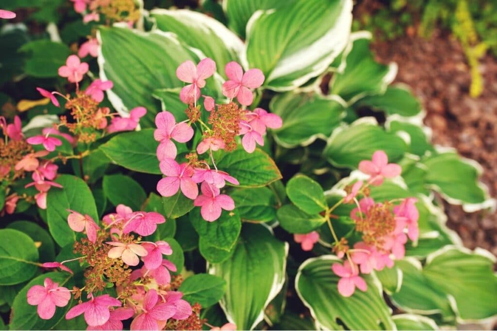 Rispenhortensie (Hydrangea paniculata) 'Early Sensation'