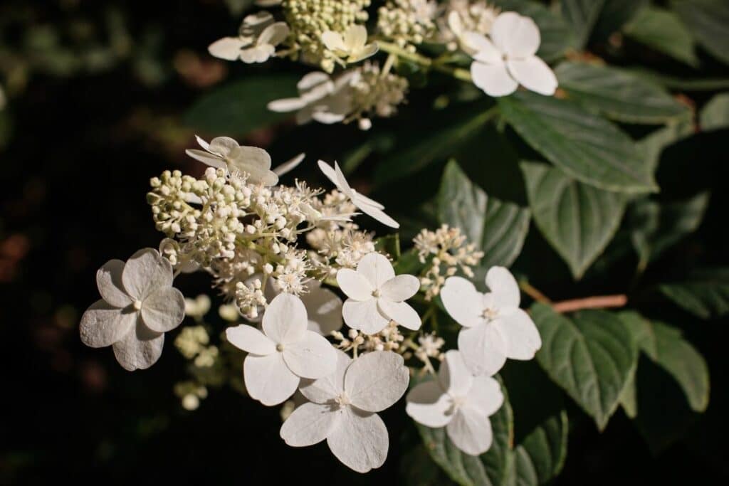 Rispenhortensien-Sorten 'Grandiflora'