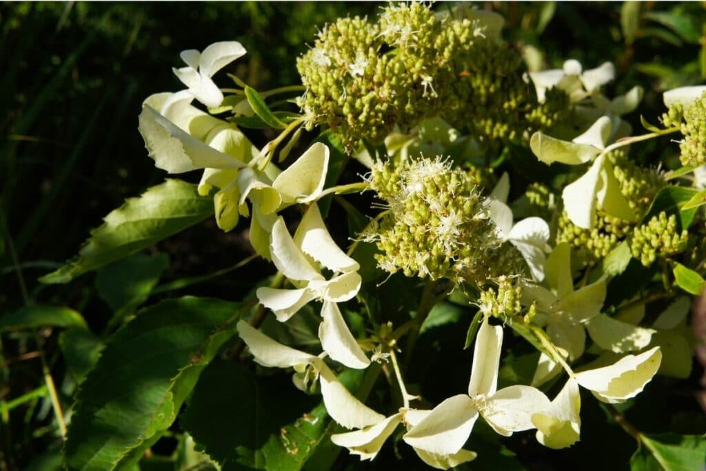 Rispenhortensie (Hydrangea paniculata) 'Great Star'