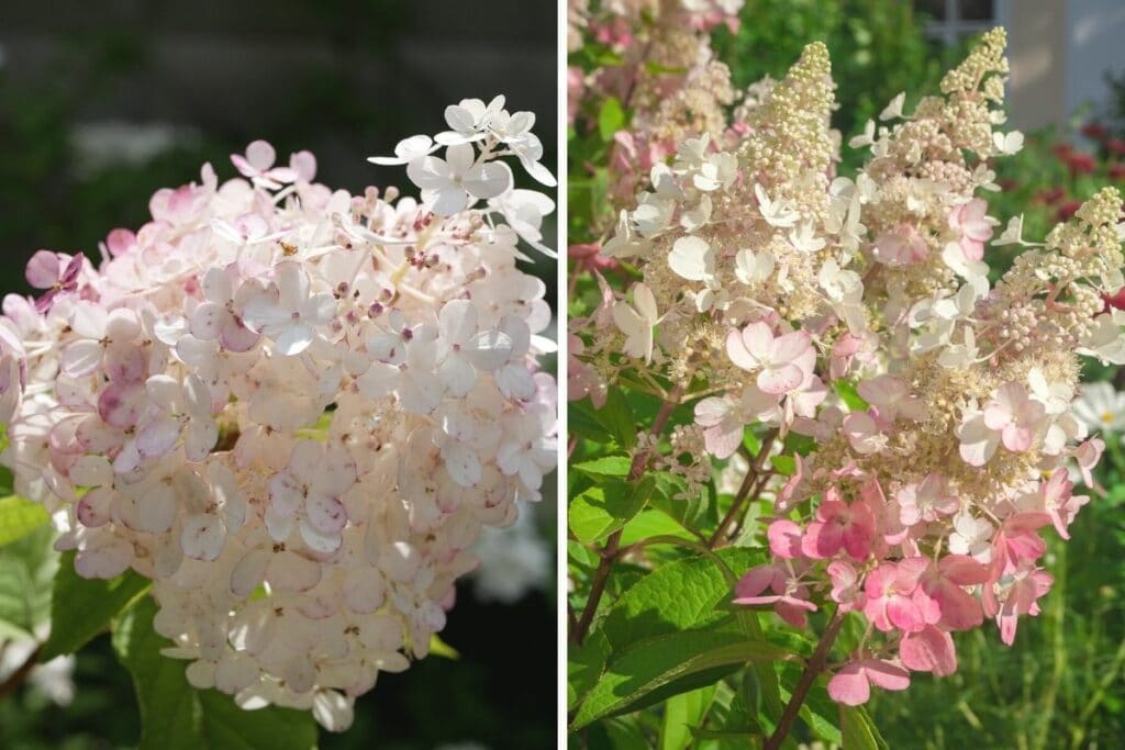 Rispenhortensie (Hydrangea paniculata) 'Pink Diamond' und 'Pinky Winky'