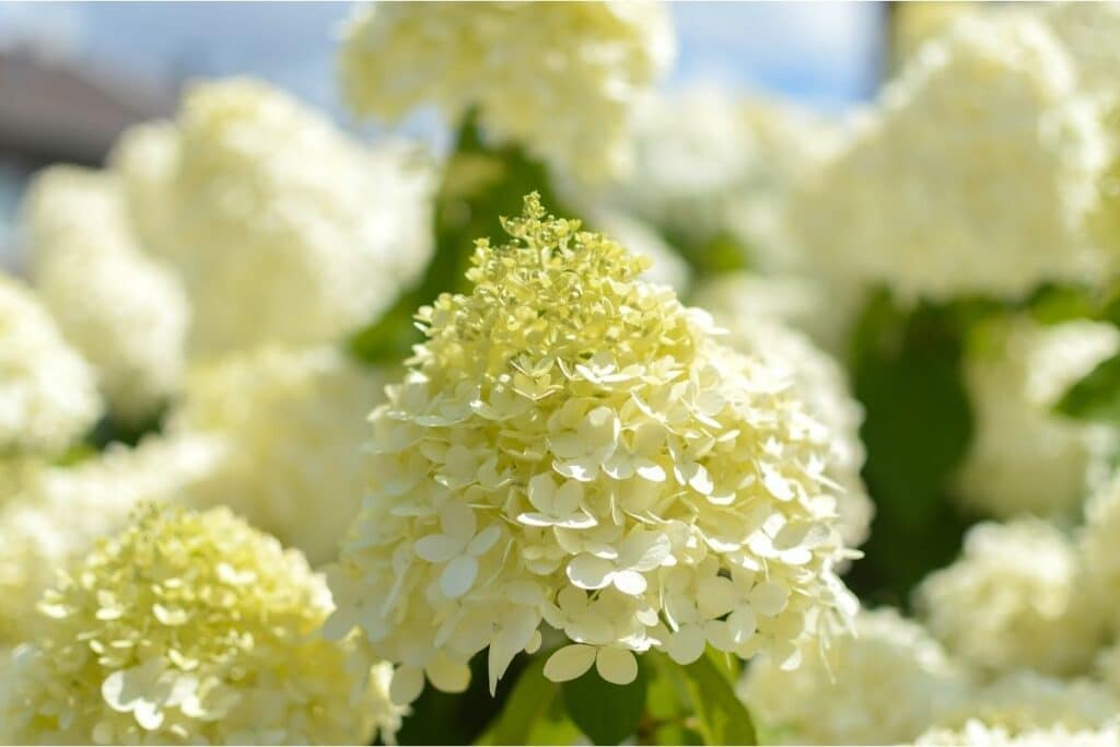 Rispenhortensie (Hydrangea paniculata) 'Limelight'