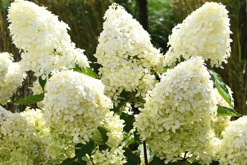 Rispenhortensie (Hydrangea paniculata) 'Phantom'