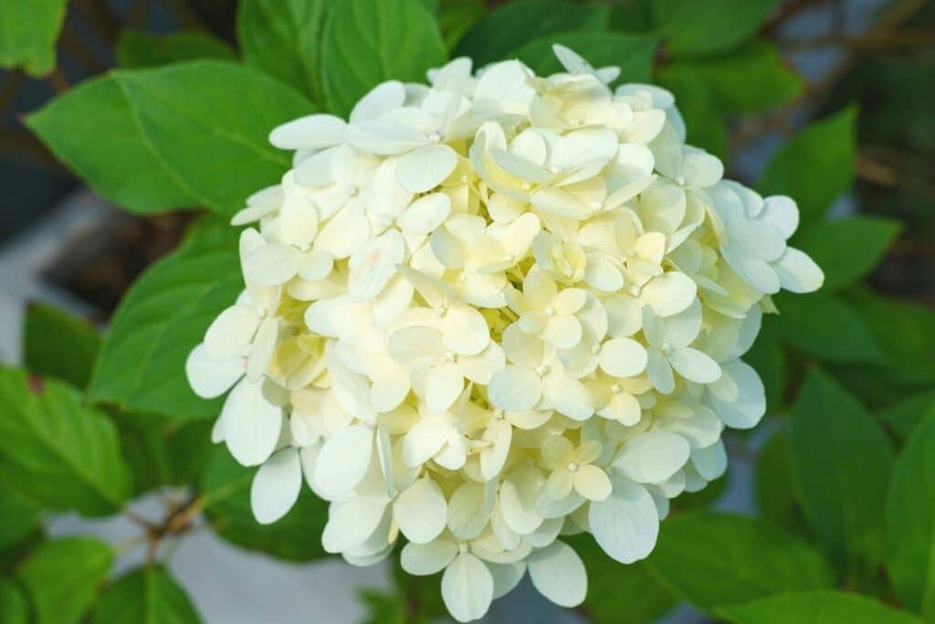 Rispenhortensie (Hydrangea paniculata) 'Skyfall'