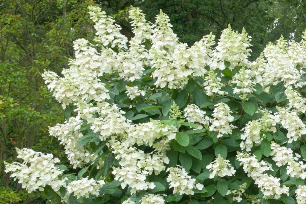 Rispenhortensie (Hydrangea paniculata) 'Tardiva'