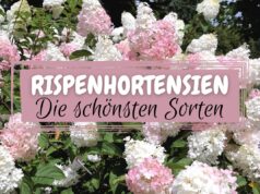 Rispenhortensien (Hydrangea paniculata)