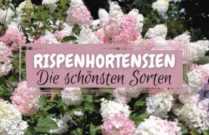 Rispenhortensien (Hydrangea paniculata)