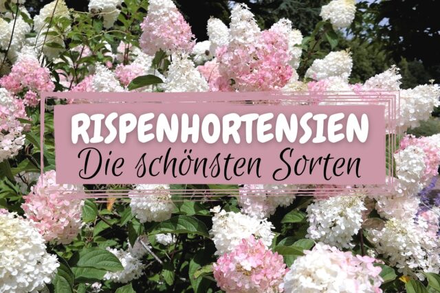 Rispenhortensien (Hydrangea paniculata)