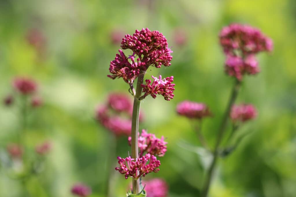 Rote Spornblume (Centranthus ruber)