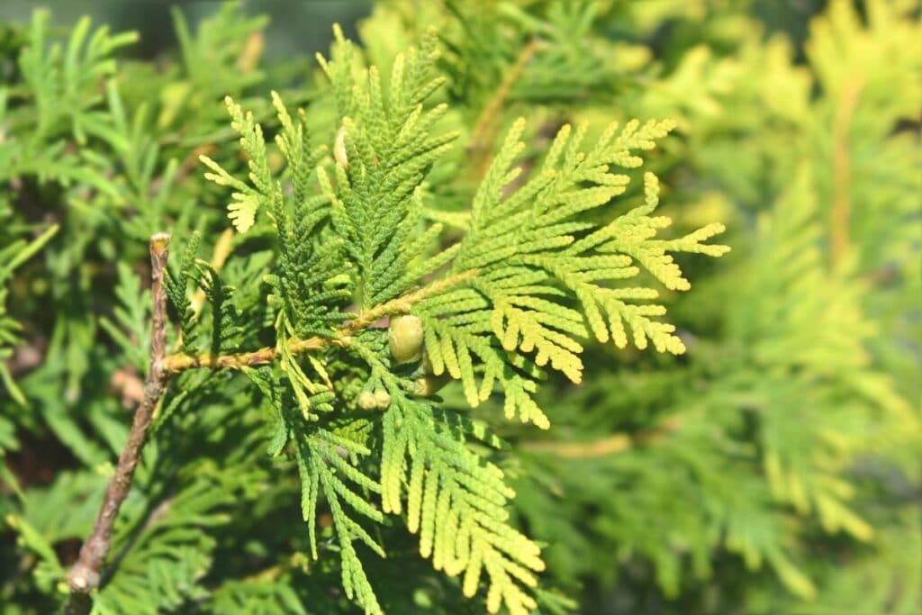 Scheinzypresse 'Ivonne' (Chamaecyparis lawsoniana)