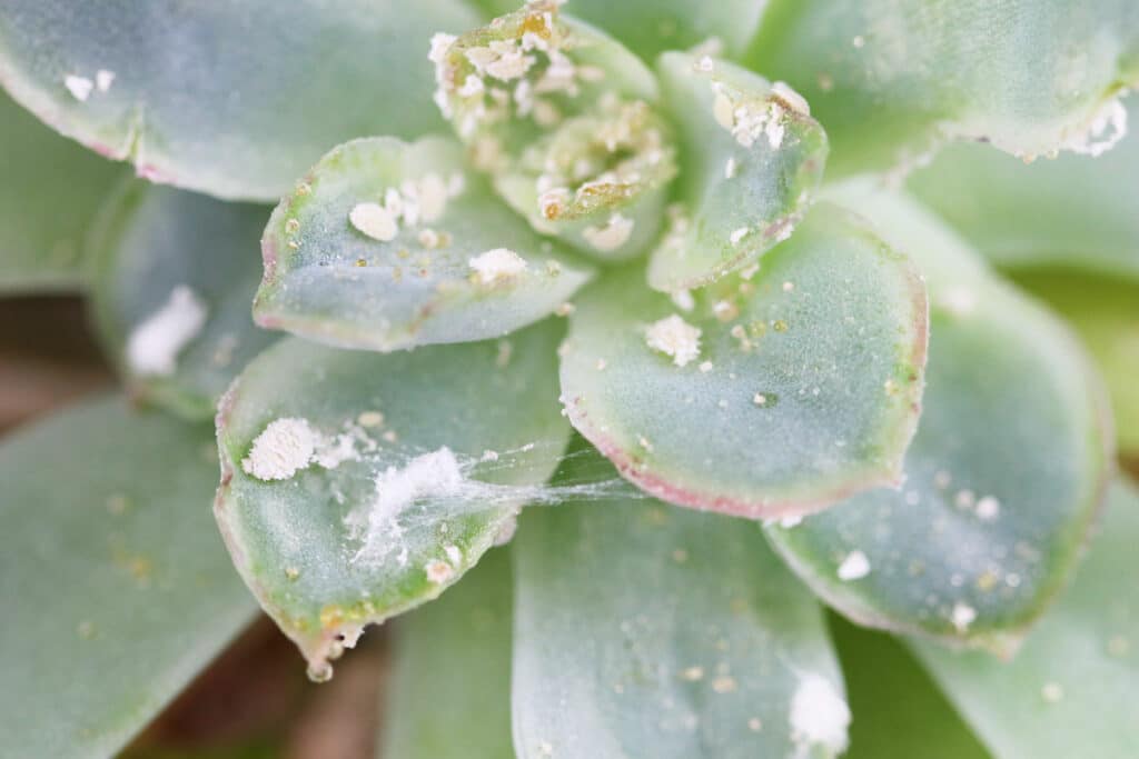 Schmierläuse am Geldbaum (Crassula ovata)