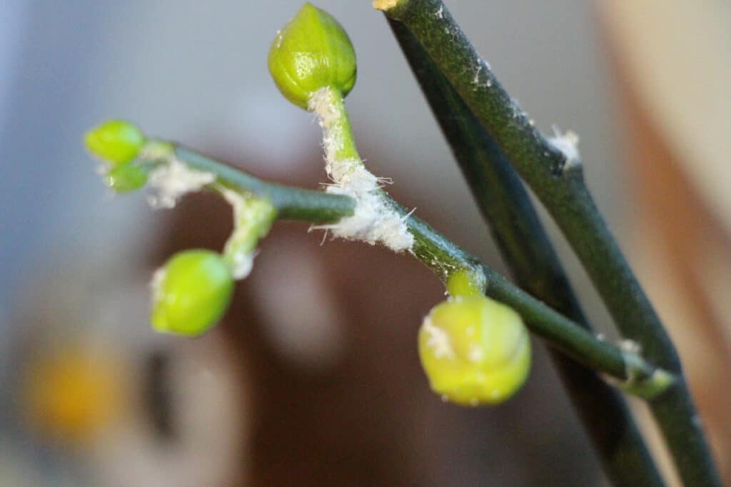 Schmierläuse an Orchidee