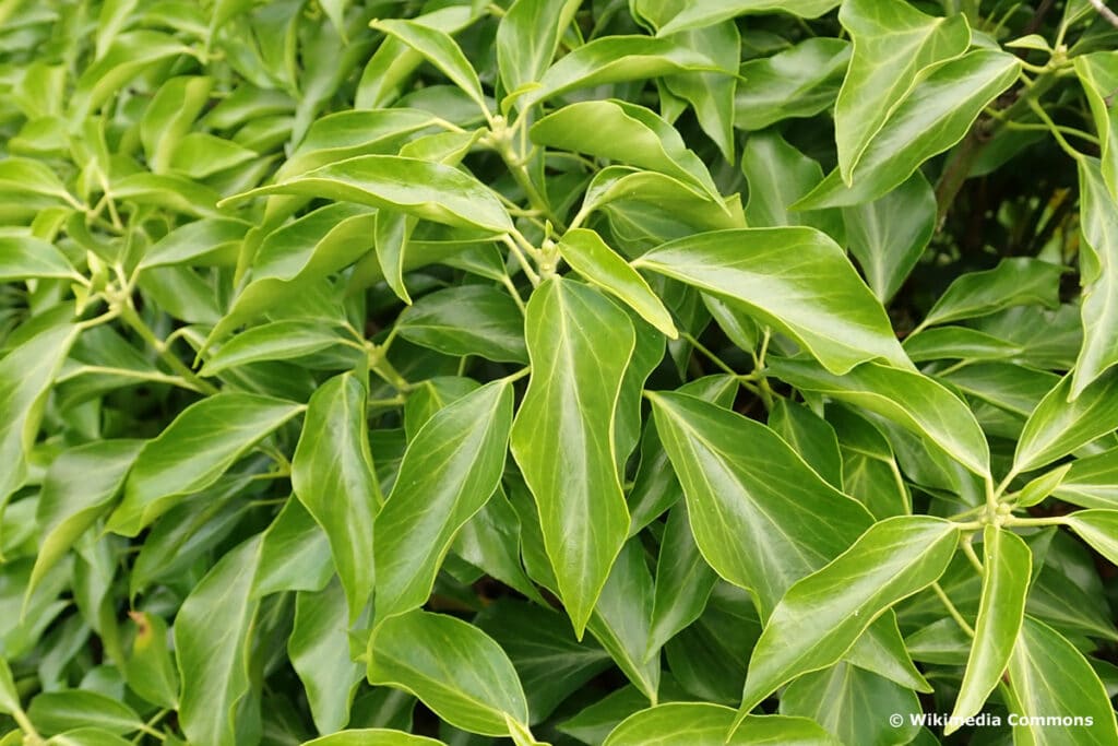 Strauch-Efeu 'Arborescens' (Hedera helix)