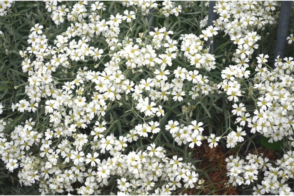 Teppich-Schleierkraut (Gypsophila repens)