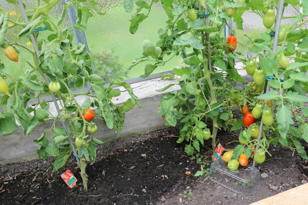 Tomaten gießen - Feuchter Boden rund um Tomatenpflanzen