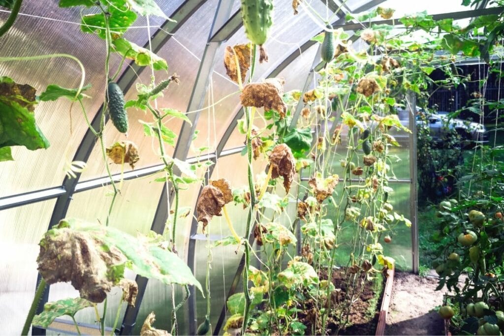 Tomaten und kranke Gurken im Gewächshaus